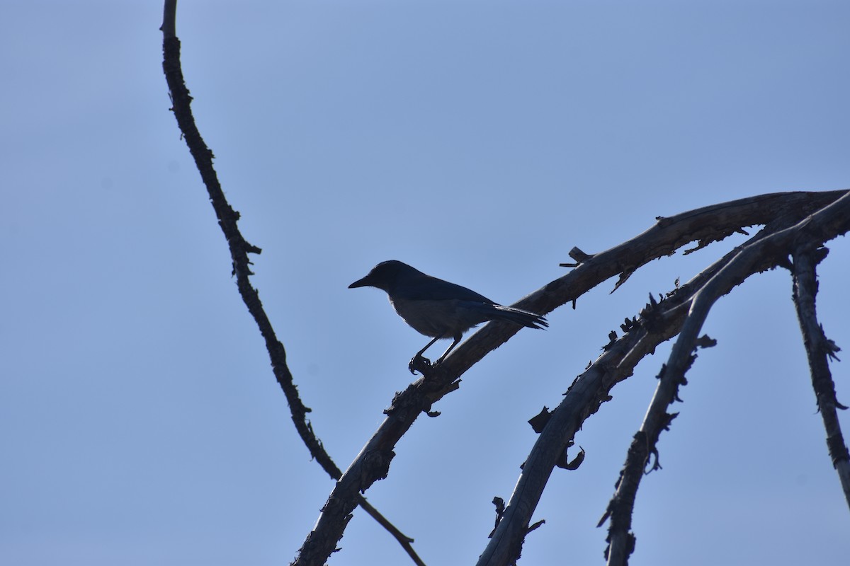 jay sp. - ML233703221