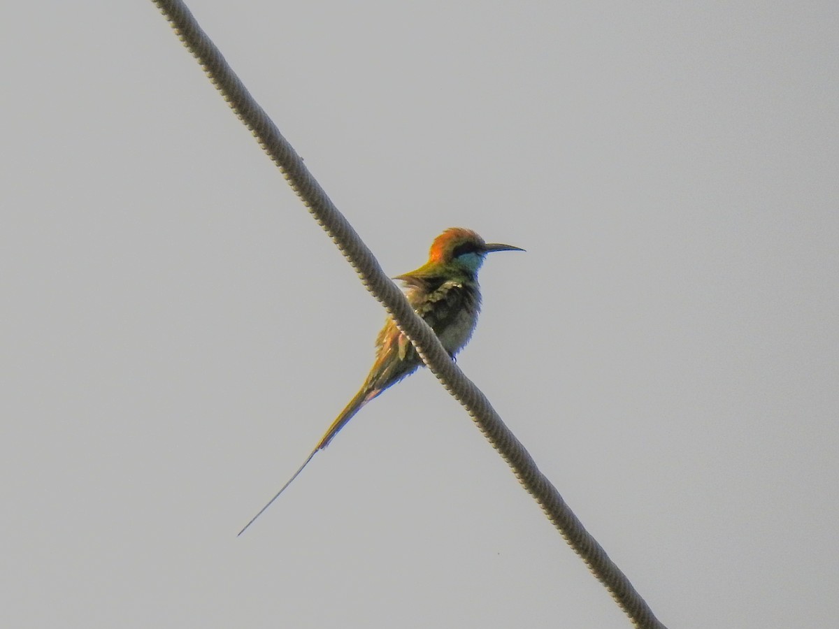 Asian Green Bee-eater - ML233704631