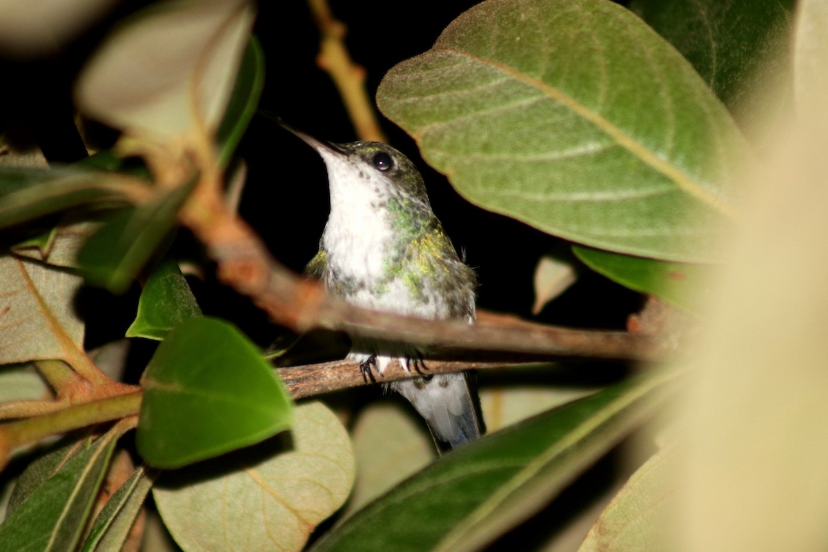 Émeraude du Panama - ML233704721