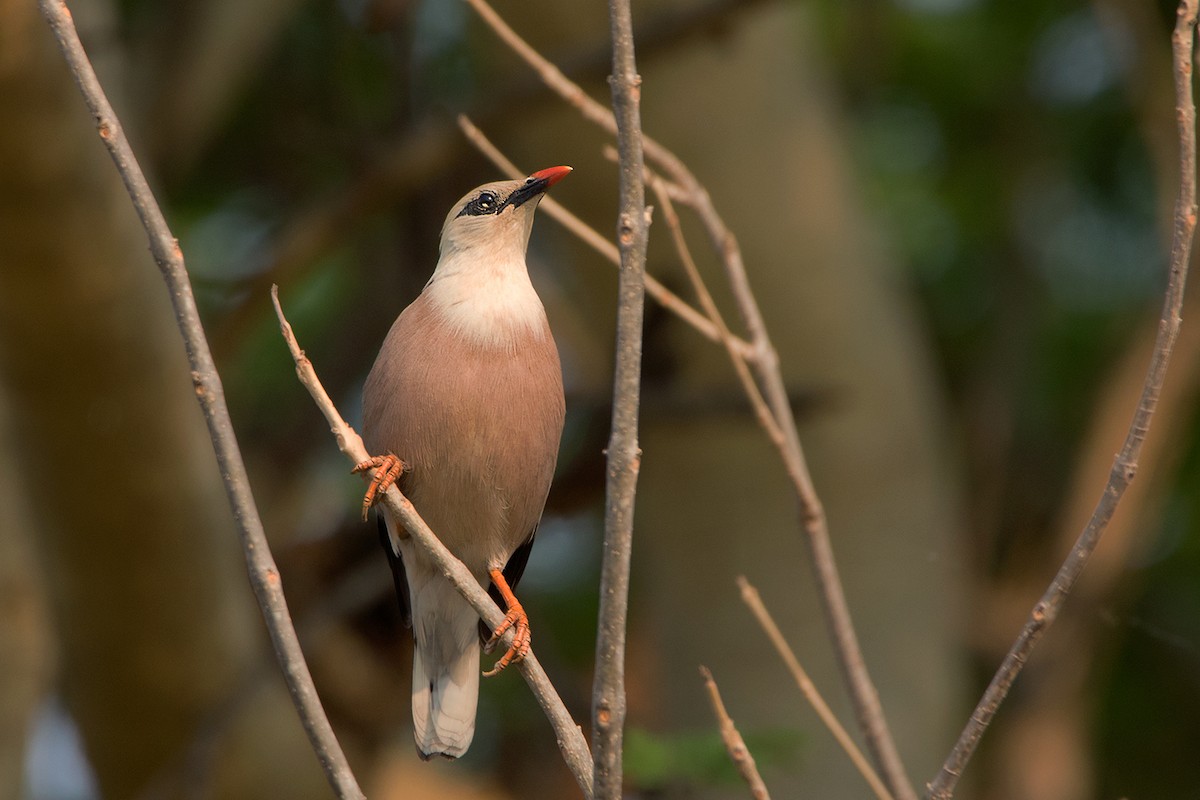 Burmese Myna - Ayuwat Jearwattanakanok