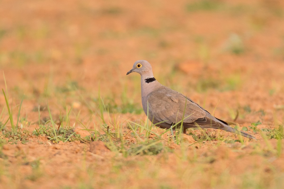 Burmese Collared-Dove - ML233706991