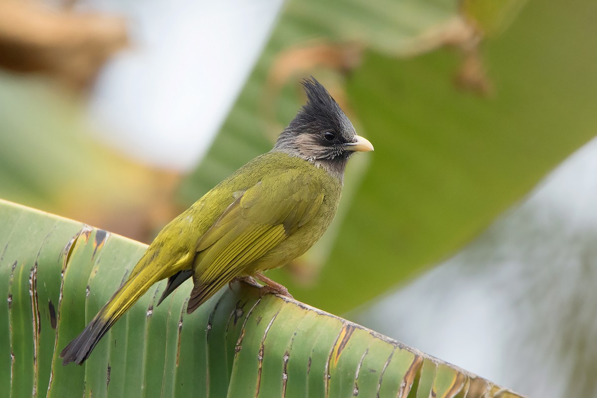 Bulbul à gros bec - ML233709031