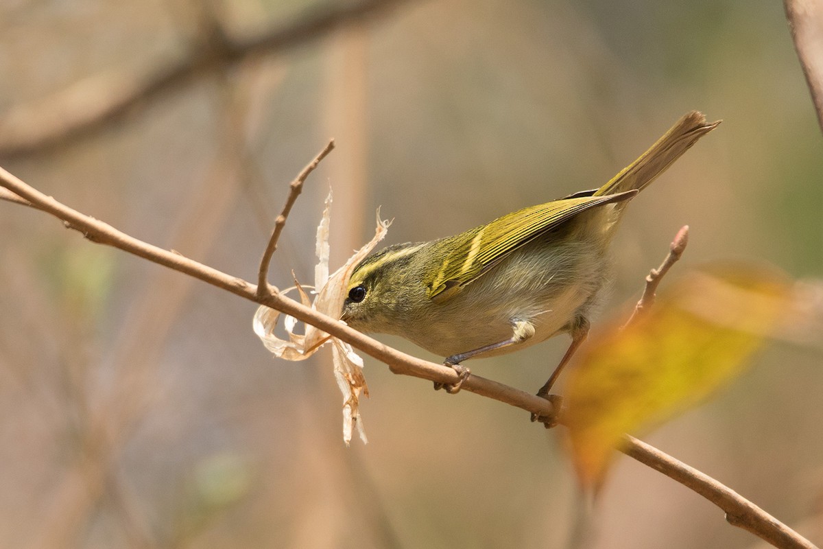 Blyth's Leaf Warbler - ML233709041