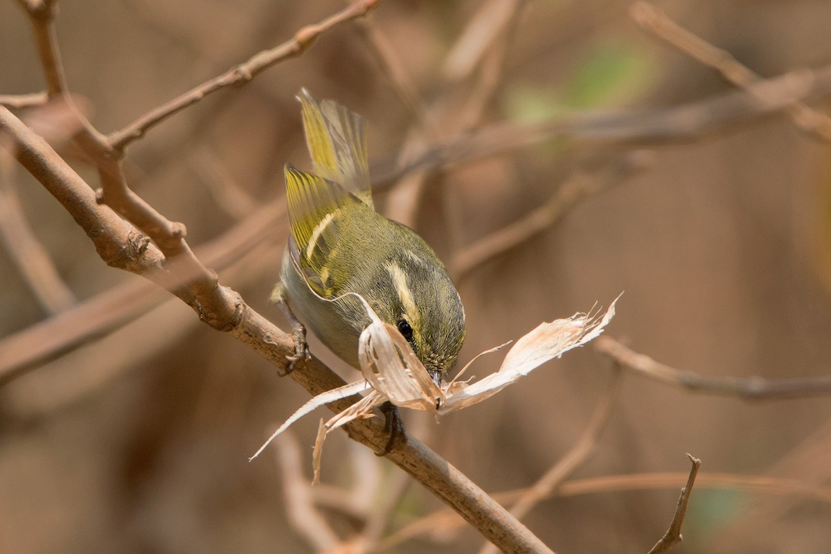 Blyth's Leaf Warbler - ML233709051