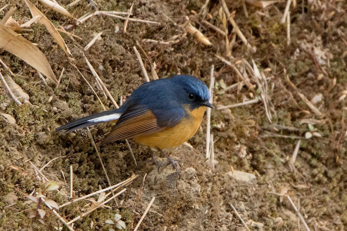 Slaty-blue Flycatcher - ML233709131