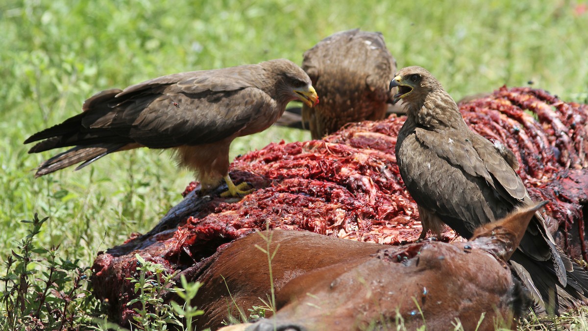 Black Kite - Daniel Jauvin