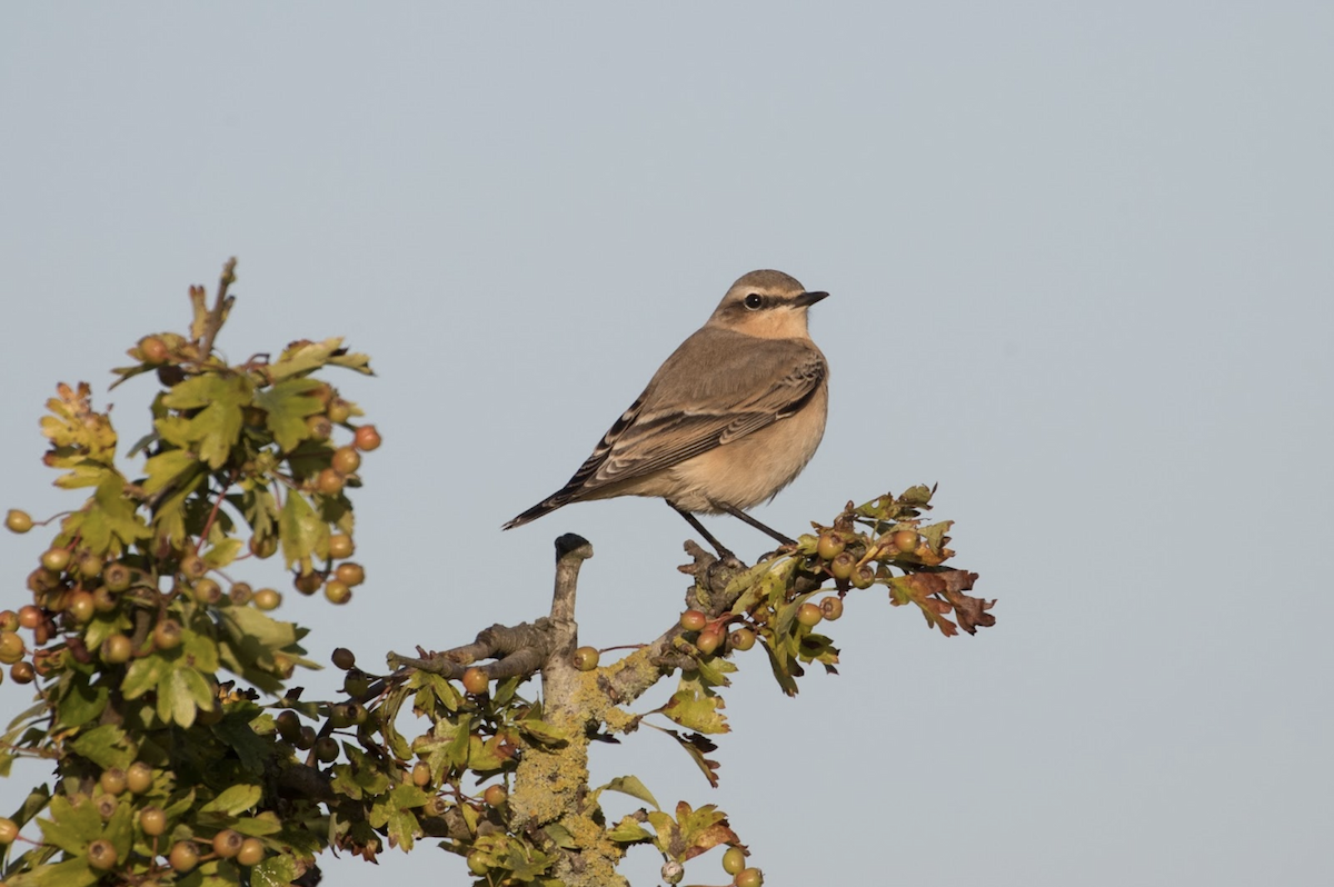 Northern Wheatear - ML233710641