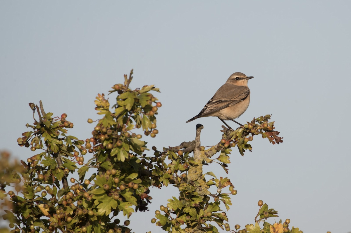 Northern Wheatear - Simon Colenutt