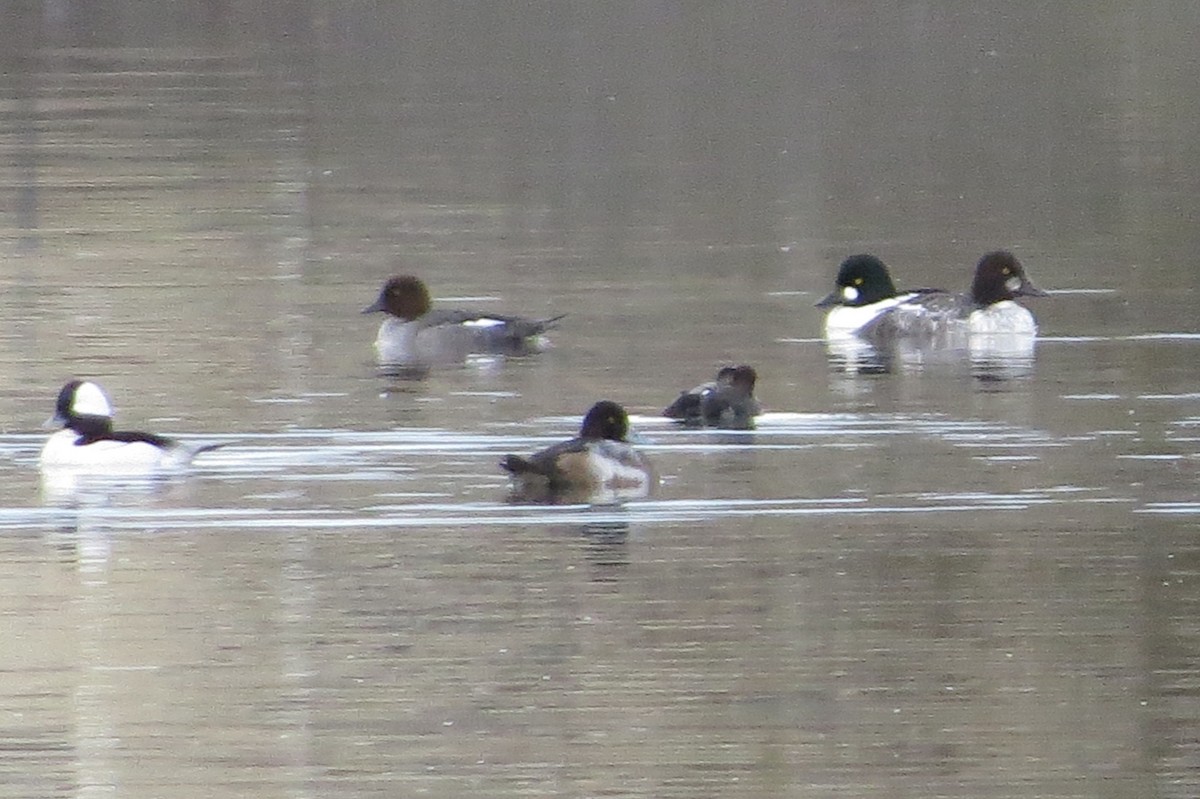 Common Goldeneye - ML23371111