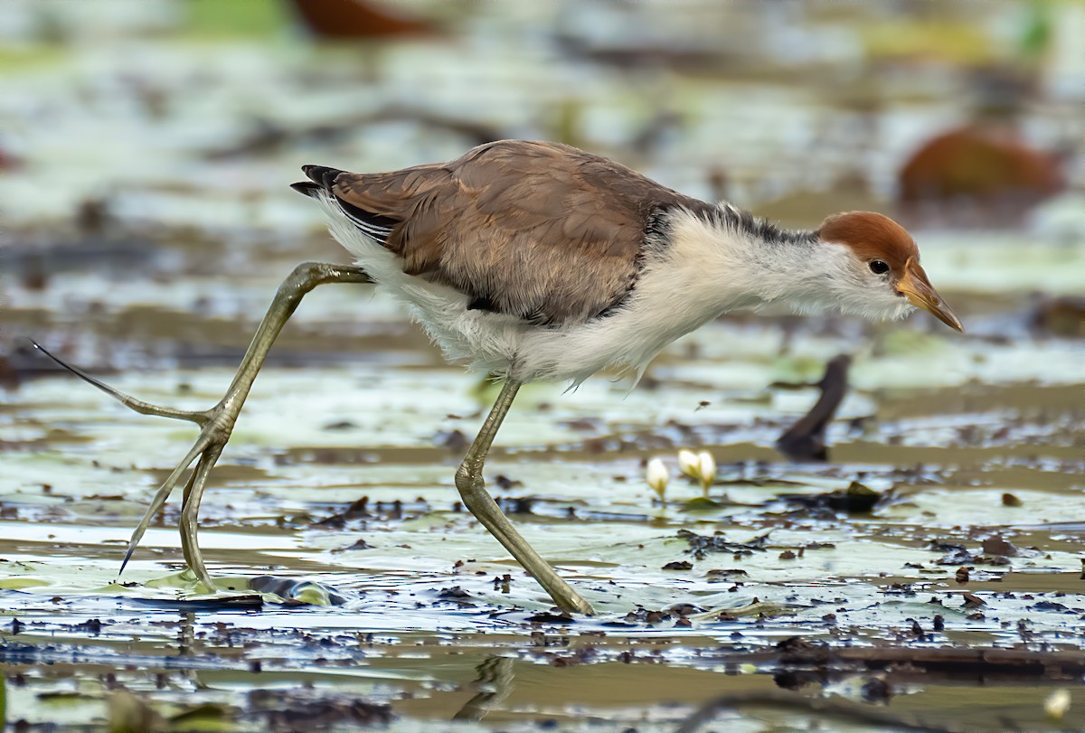 Comb-crested Jacana - ML233711741