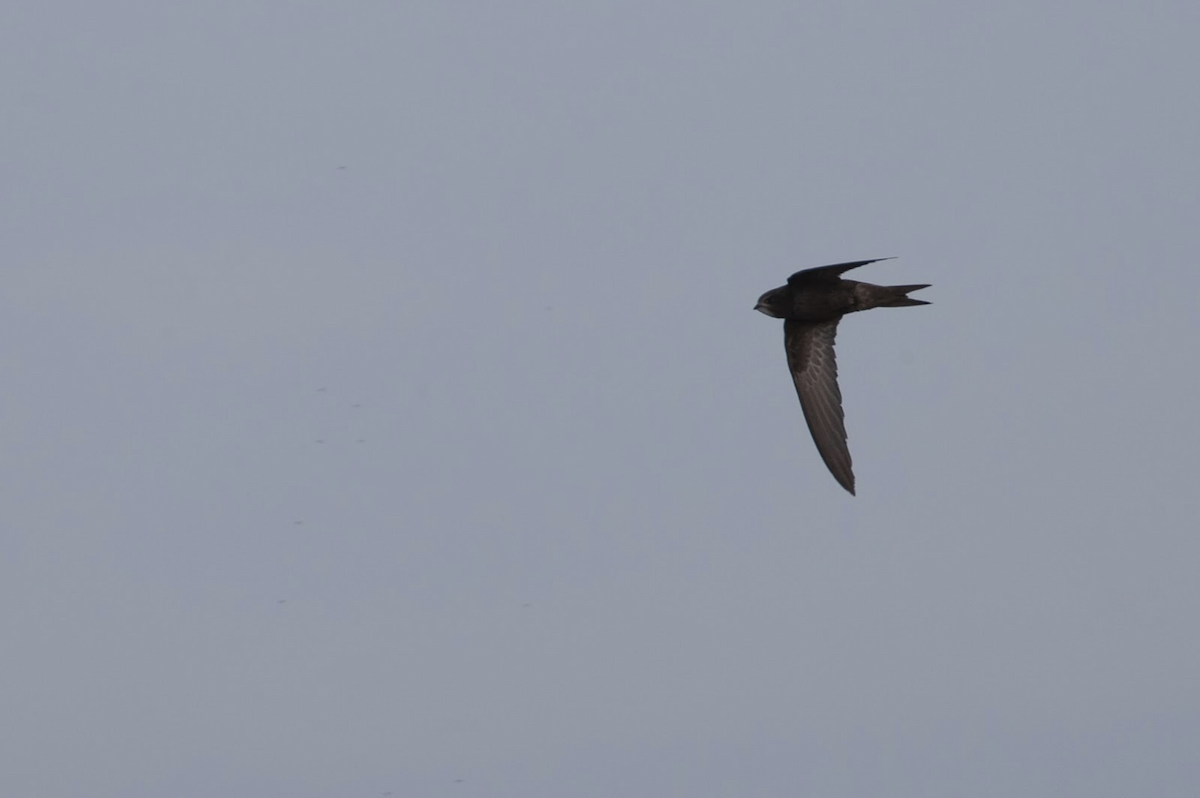 Common Swift - ML233711761