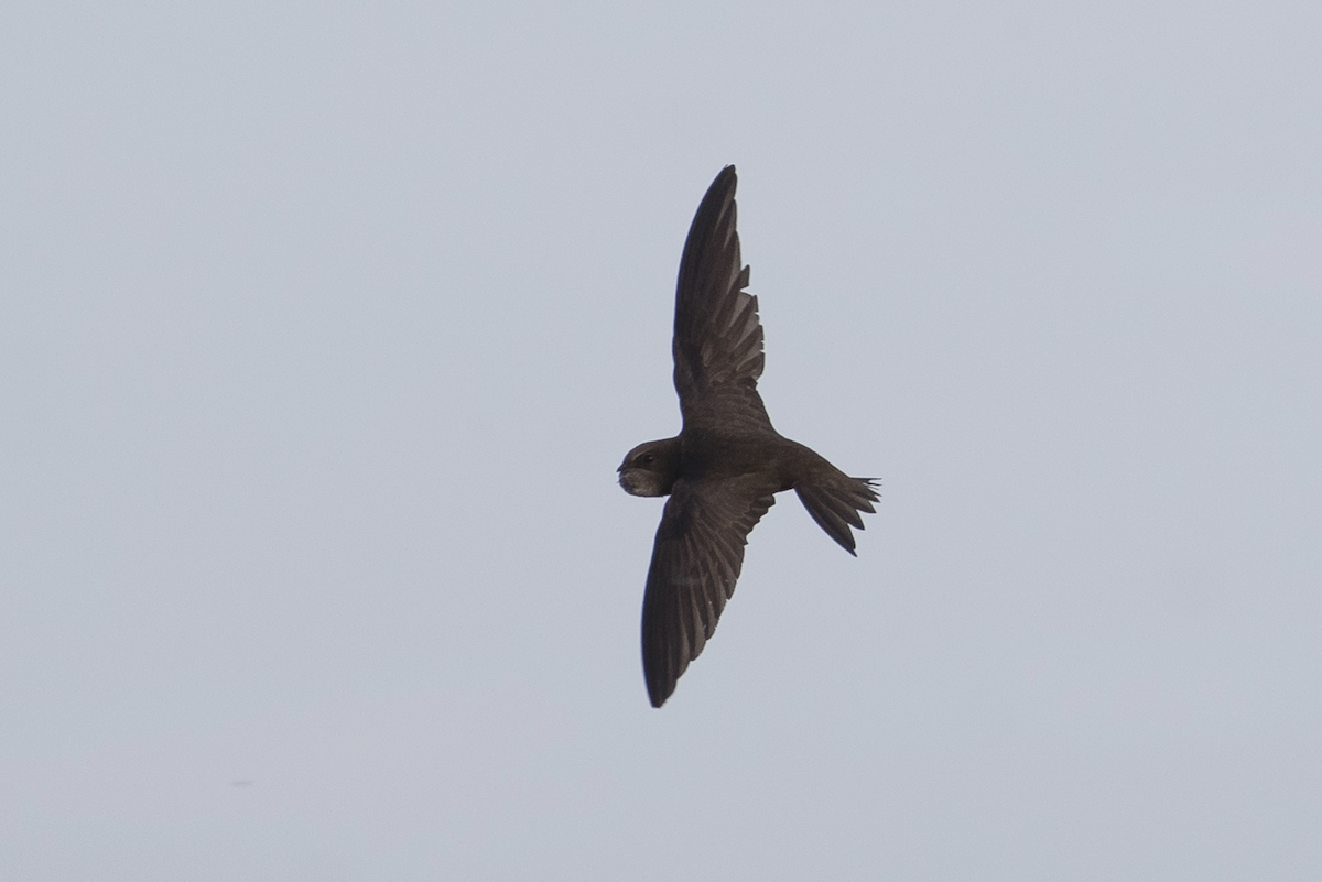 Common Swift - ML233711781