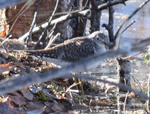 Solitary Sandpiper - ML233712421