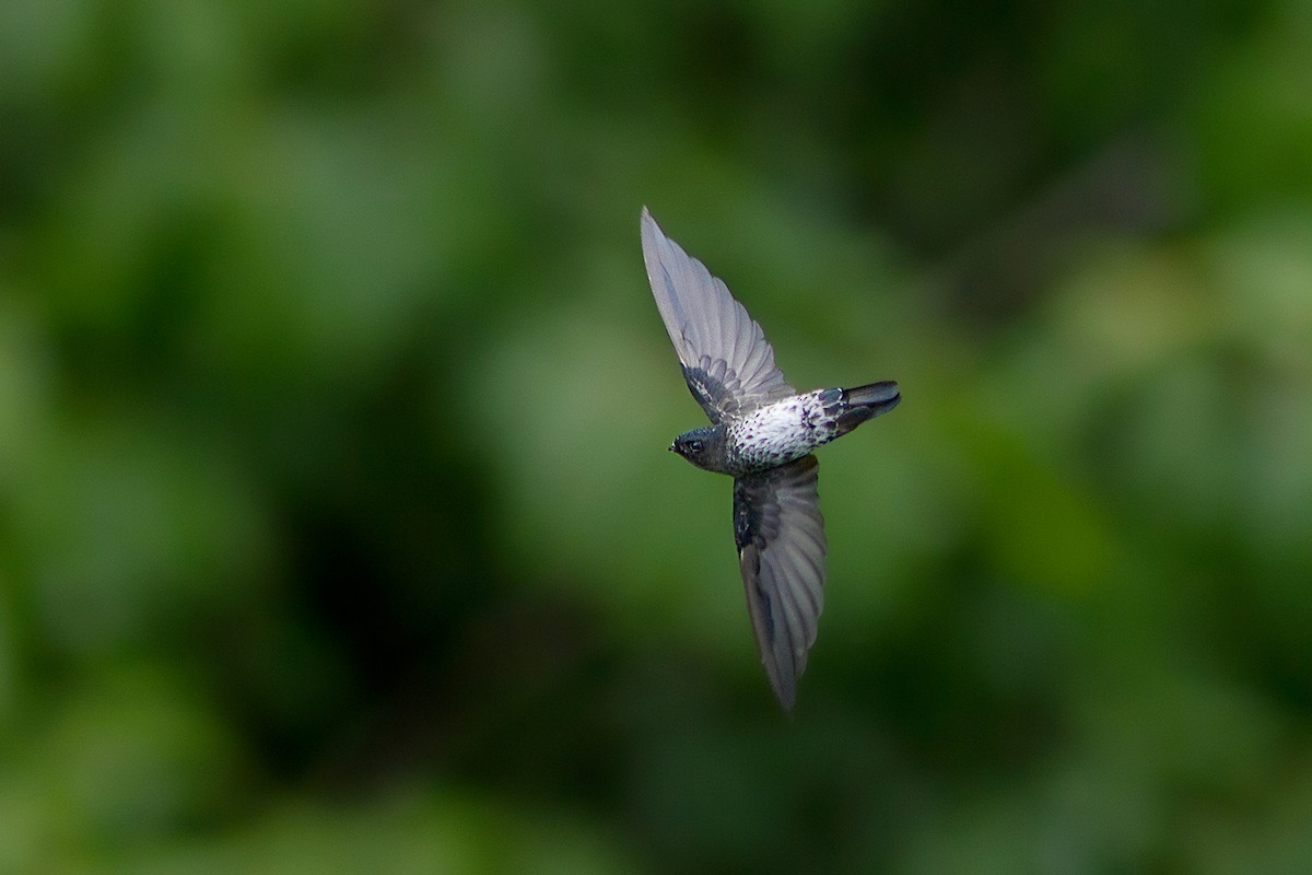 Plume-toed Swiftlet - ML233712471