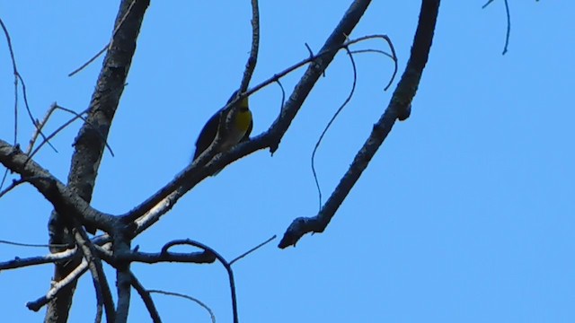 Paruline à croissant - ML233712551