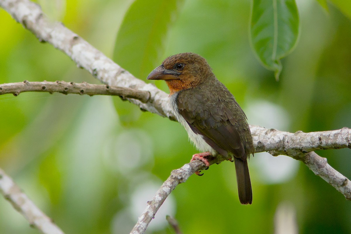 Brown Barbet - Ayuwat Jearwattanakanok