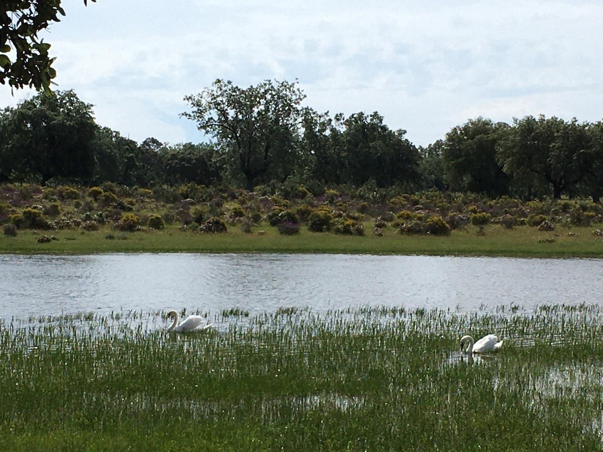 Mute Swan - ML233712751