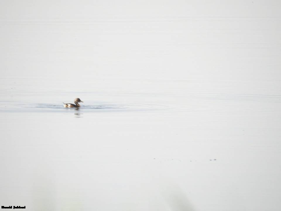 Little Grebe - ML233713251