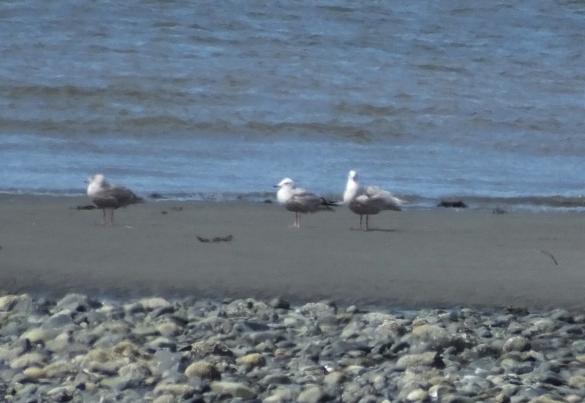 Gaviota Groenlandesa (thayeri) - ML233713621