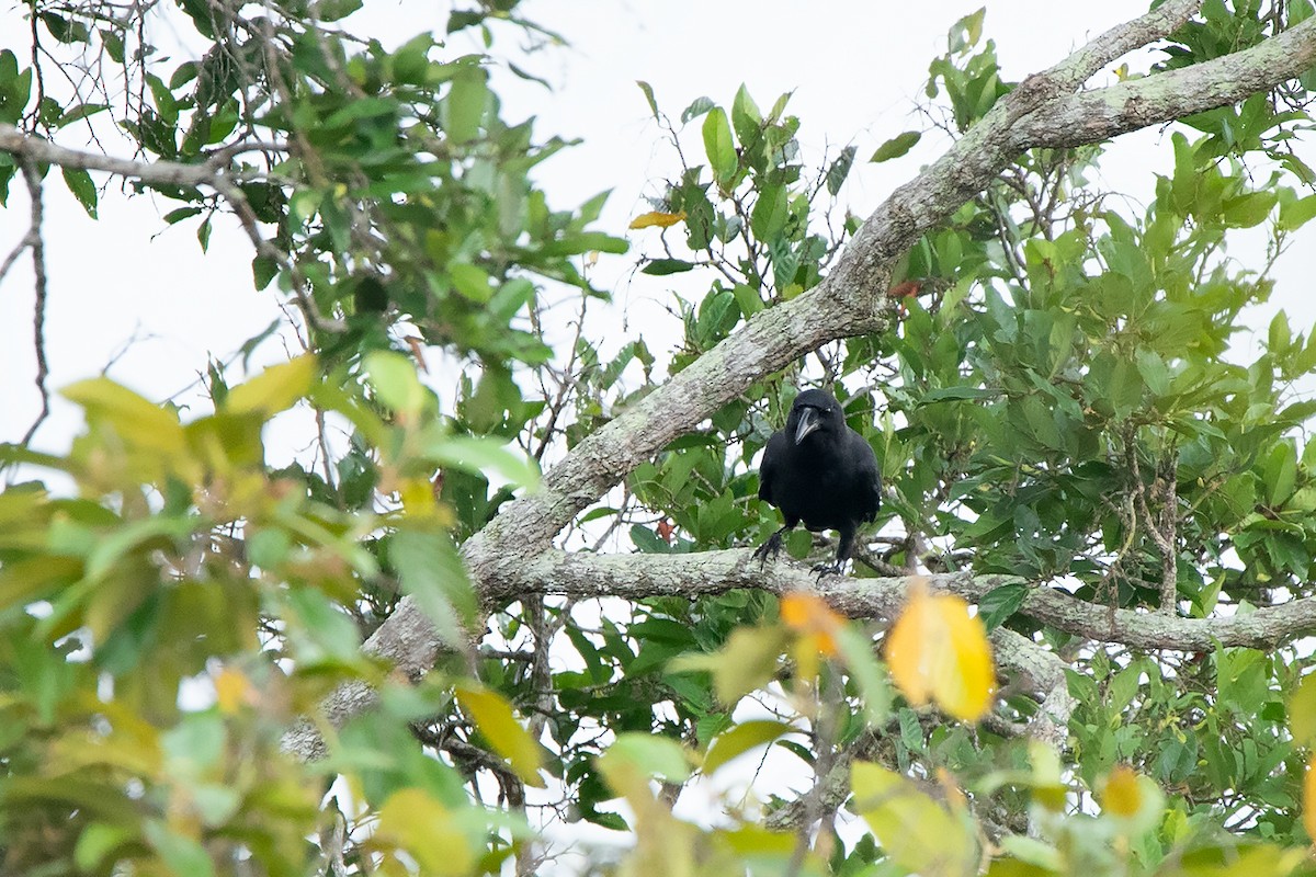 Slender-billed Crow (Sunda) - ML233714321