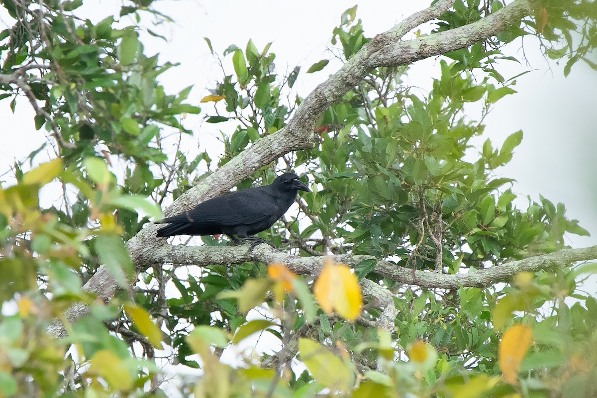Slender-billed Crow (Sunda) - ML233714331