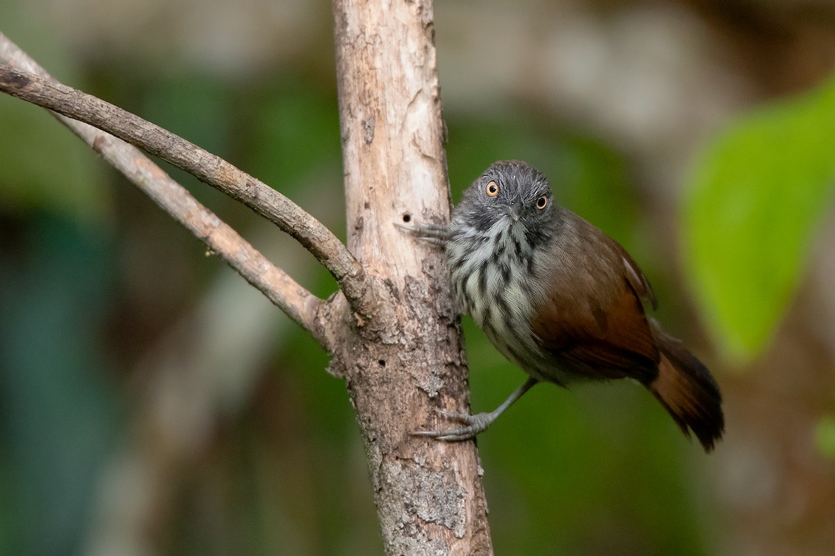 Bold-striped Tit-Babbler (Bold-striped) - Ayuwat Jearwattanakanok