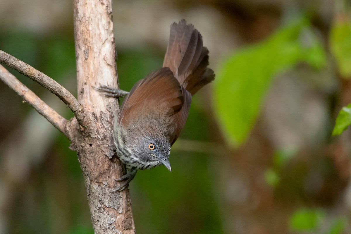 Bold-striped Tit-Babbler (Bold-striped) - Ayuwat Jearwattanakanok