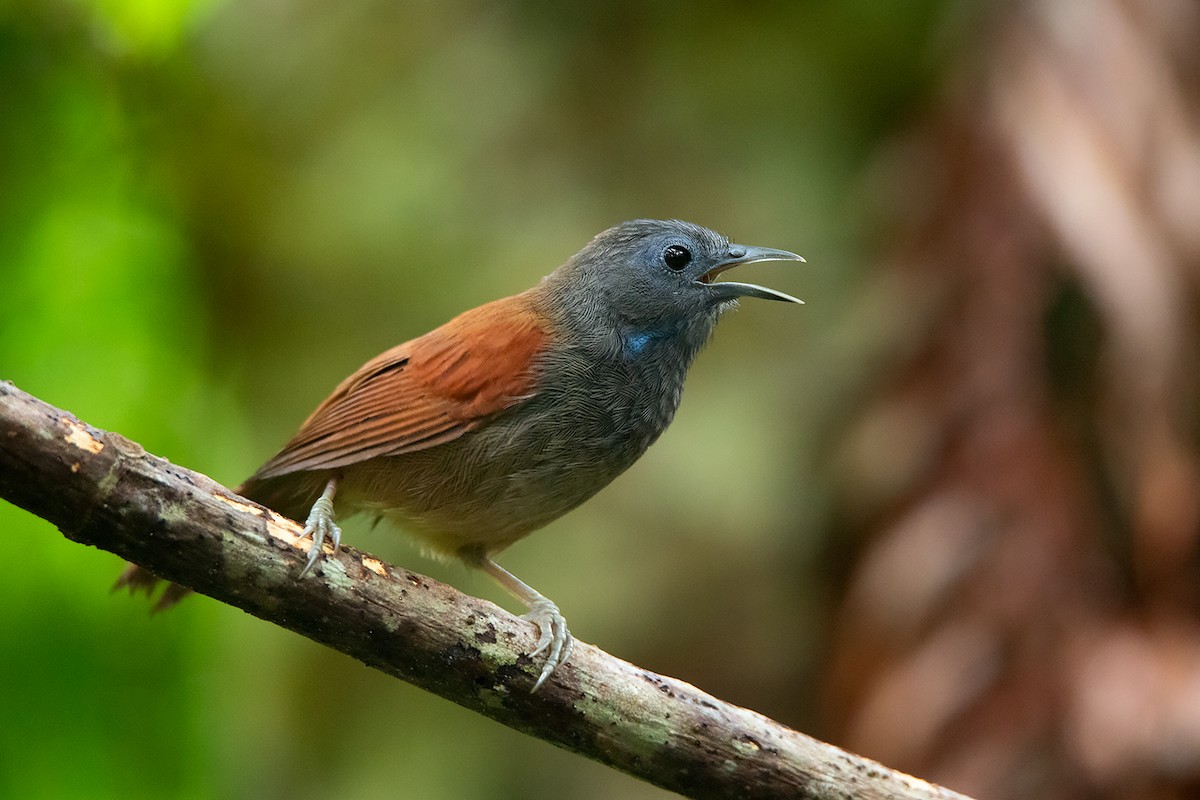 Gray-hooded Babbler - Ayuwat Jearwattanakanok
