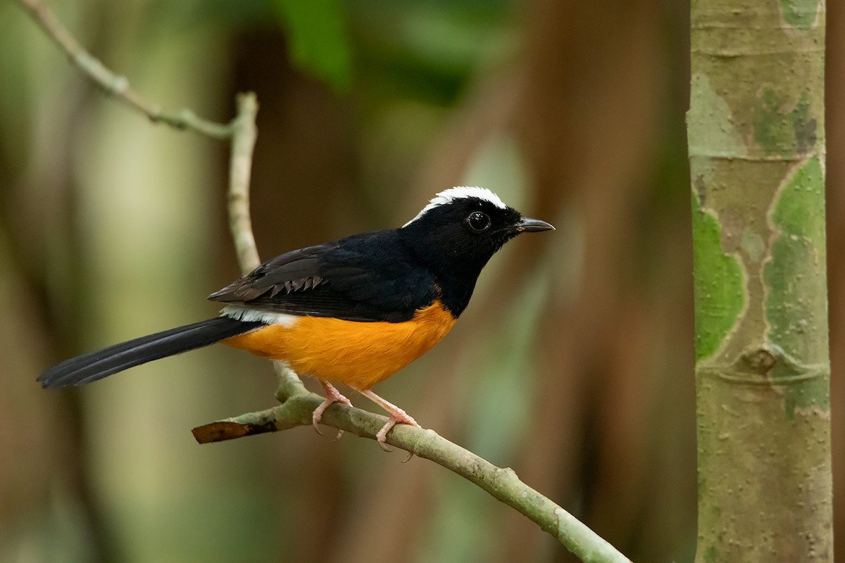 White-crowned Shama - Ayuwat Jearwattanakanok