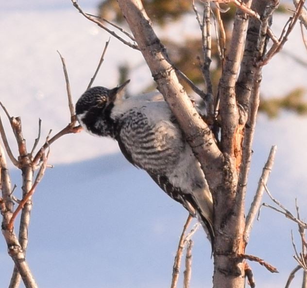 American Three-toed Woodpecker - ML233714981