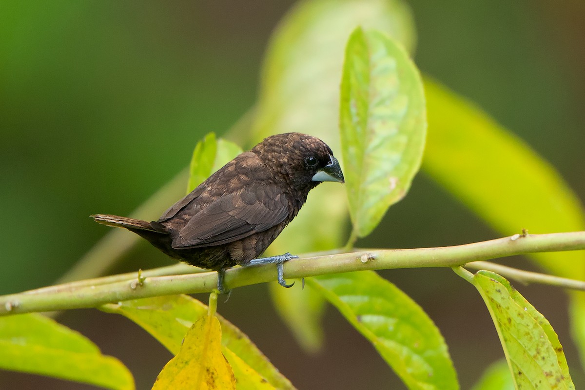 Dusky Munia - Ayuwat Jearwattanakanok