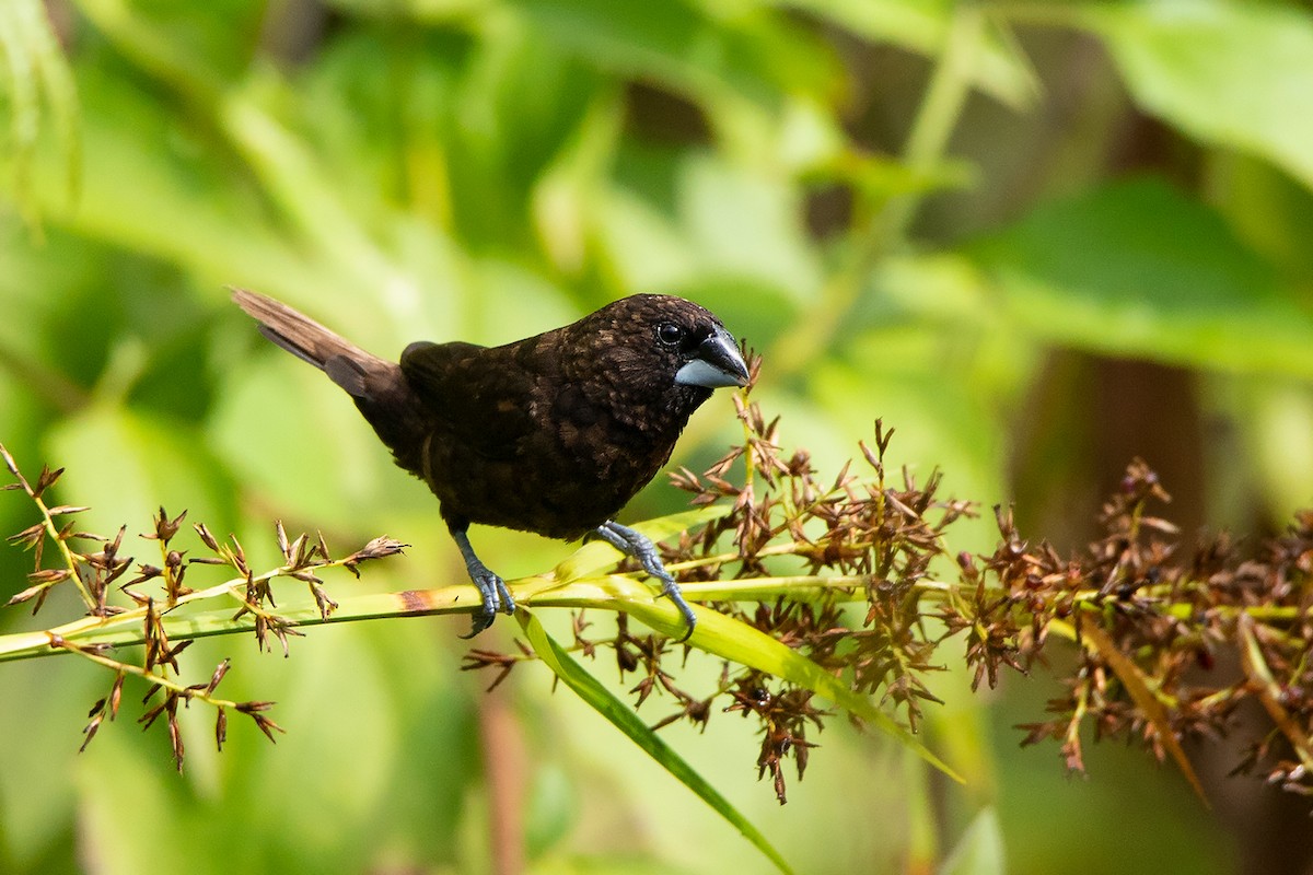 Dusky Munia - Ayuwat Jearwattanakanok