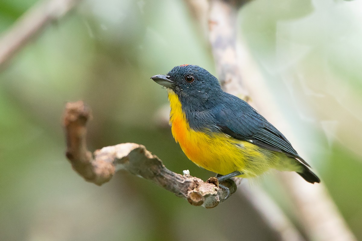 Yellow-rumped Flowerpecker - Ayuwat Jearwattanakanok