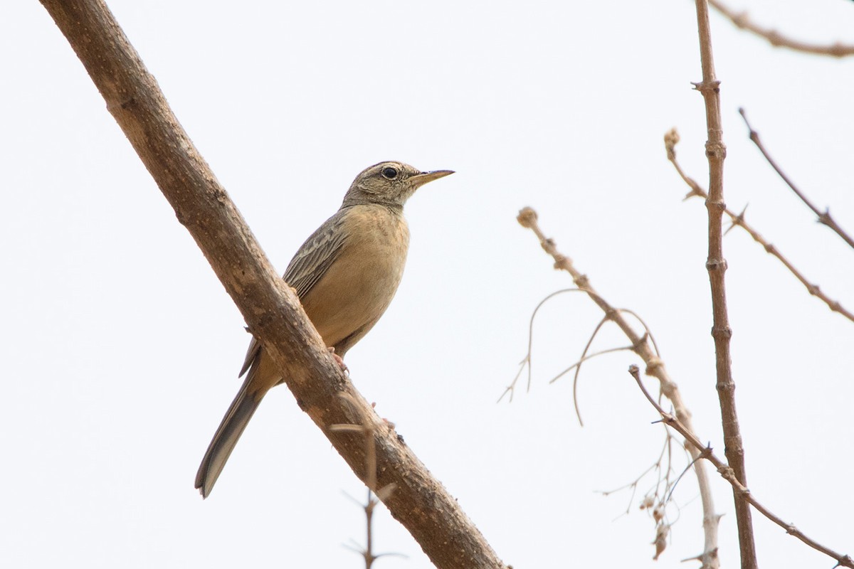 Long-billed Pipit (Burmese) - ML233717701