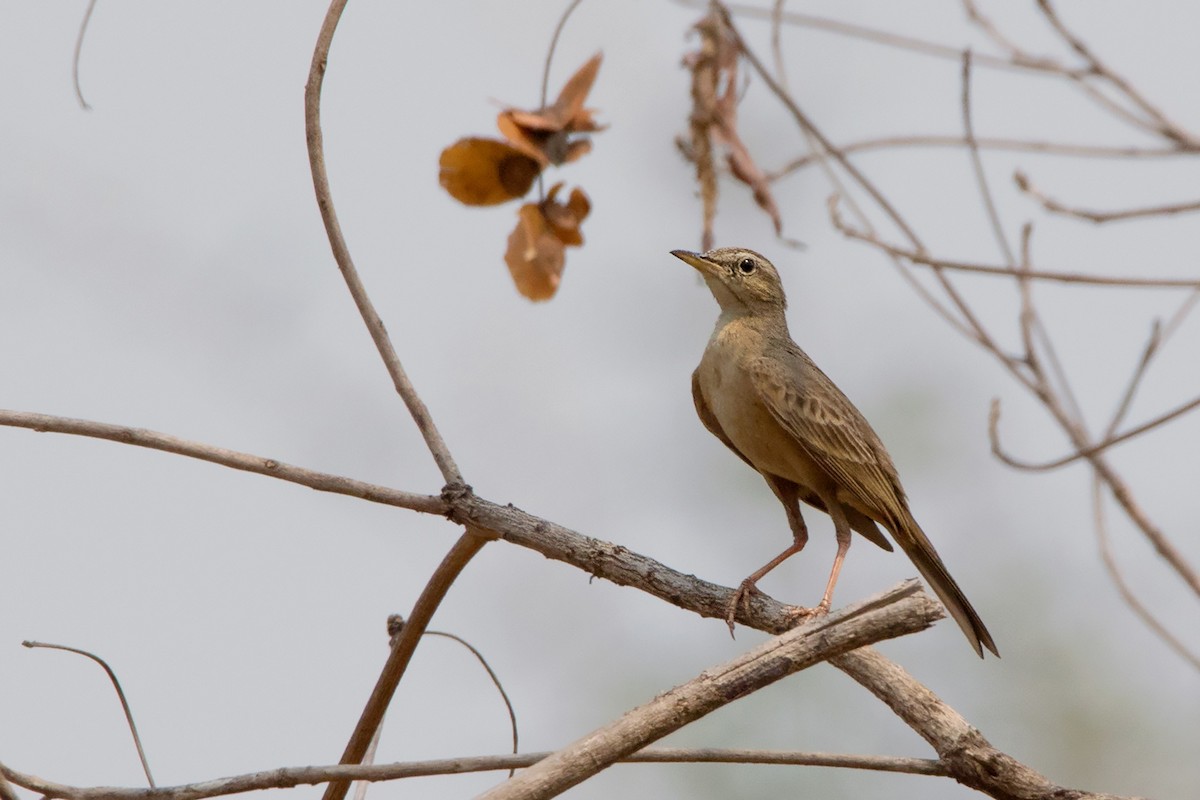 Long-billed Pipit (Burmese) - ML233717711