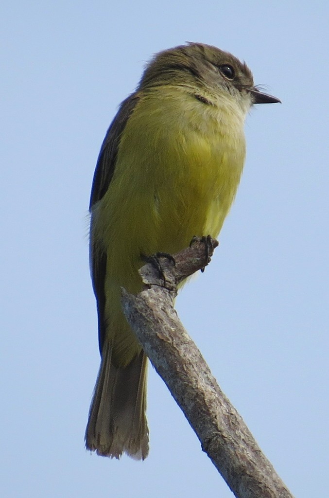 Lemon-bellied Flyrobin - ML233717901
