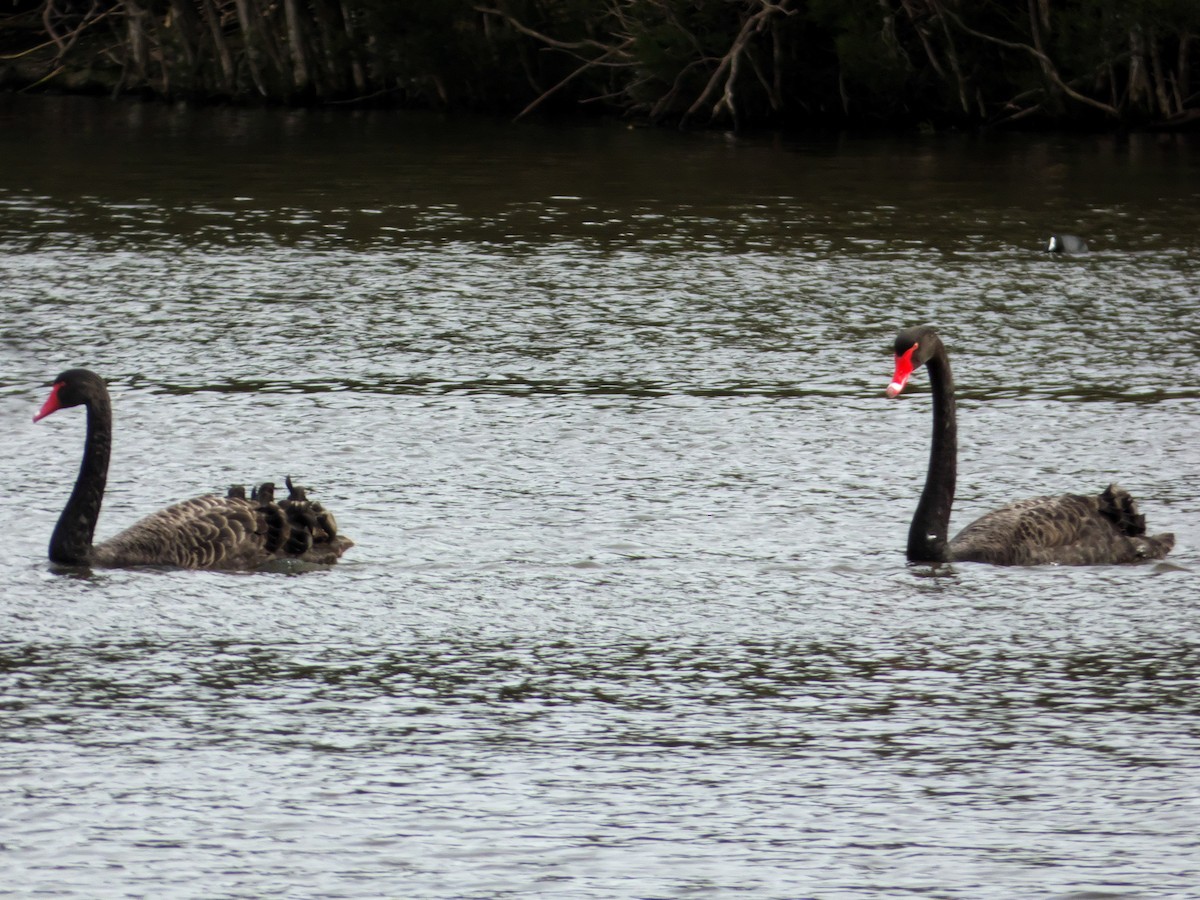 Black Swan - Alfons  Lawen