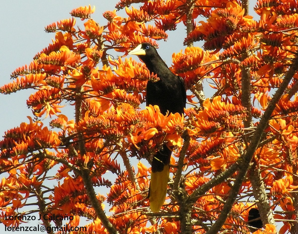 Crested Oropendola - ML233718891