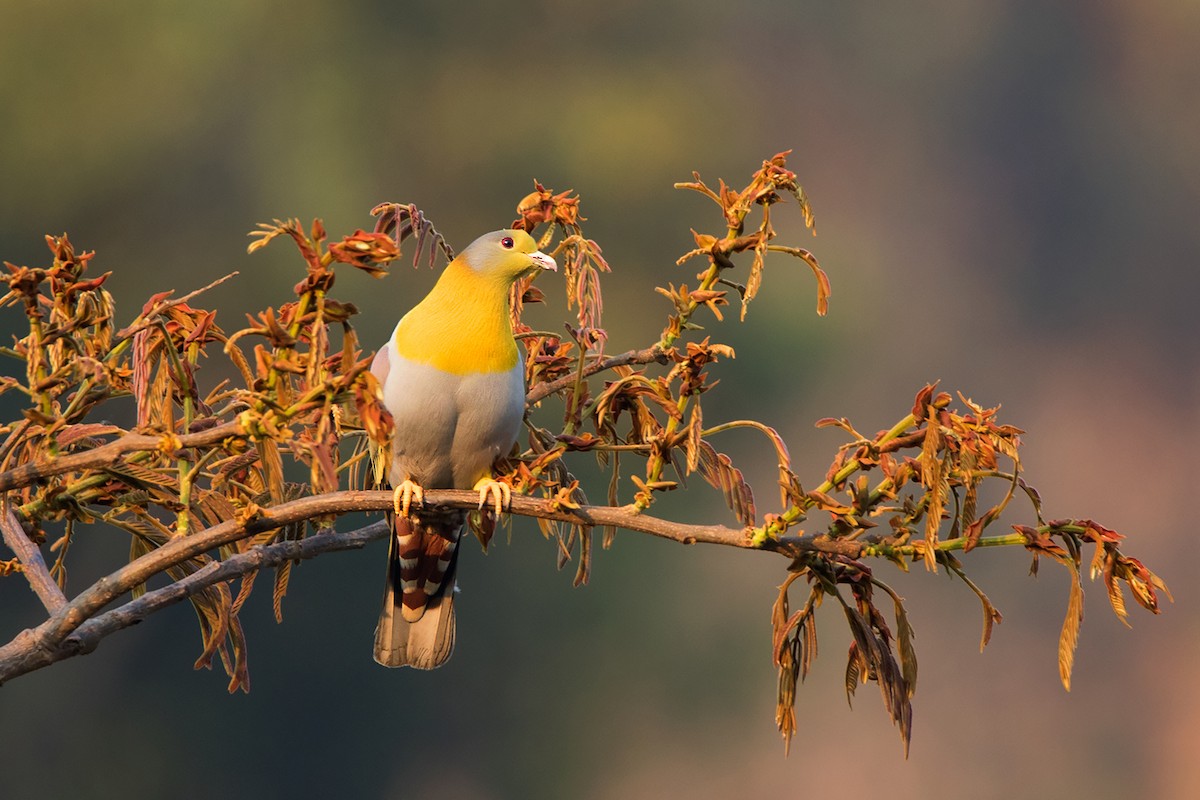 Yellow-footed Green-Pigeon - ML233718941