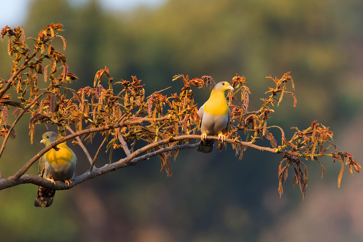 Yellow-footed Green-Pigeon - ML233718951