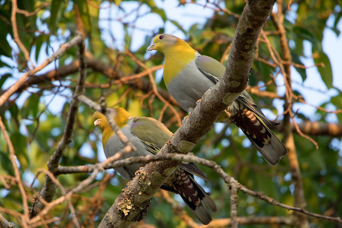 Yellow-footed Green-Pigeon - ML233718961