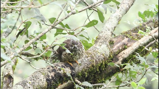 Large Hawk-Cuckoo - ML233720431