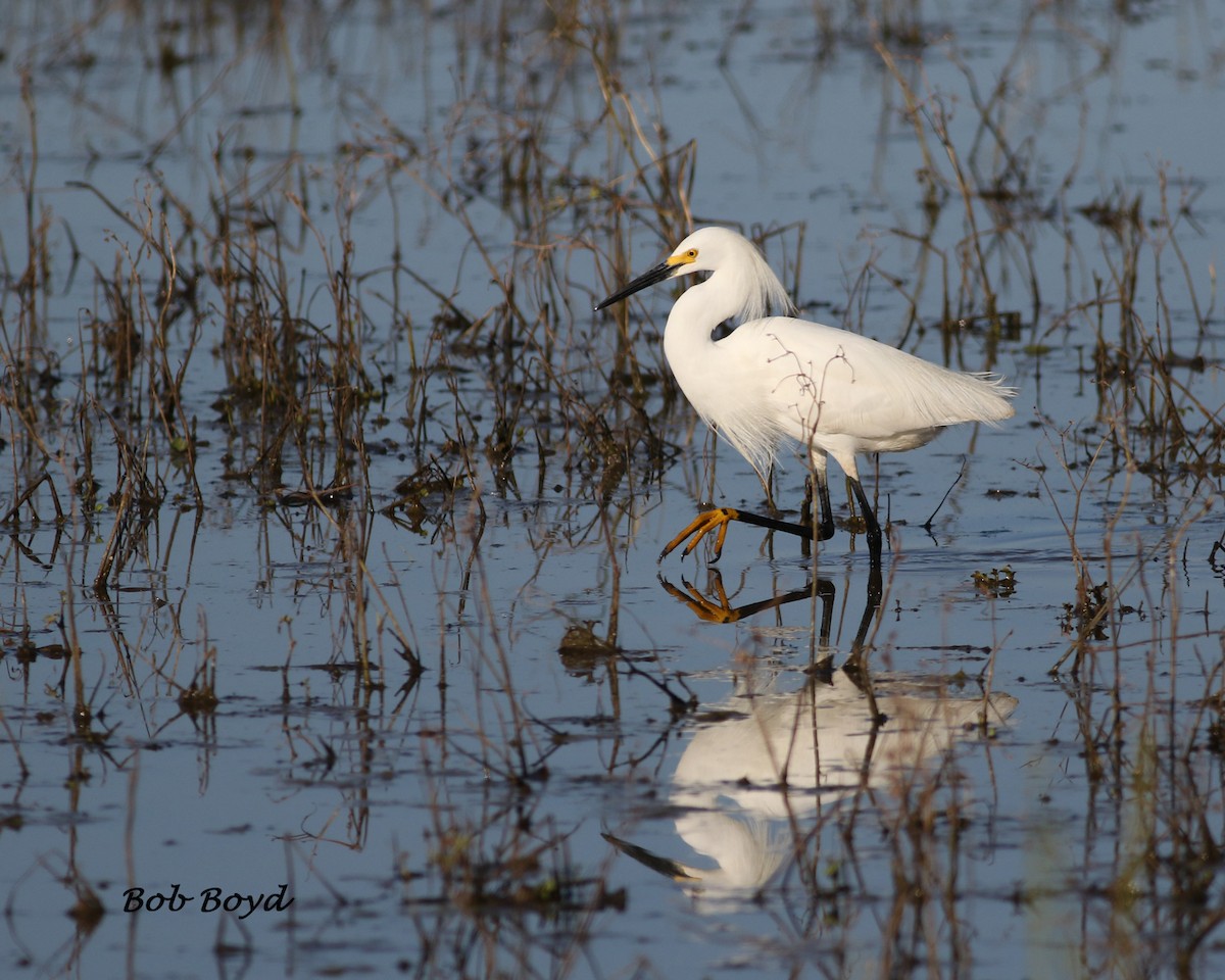 Snowy Egret - Robert Boyd