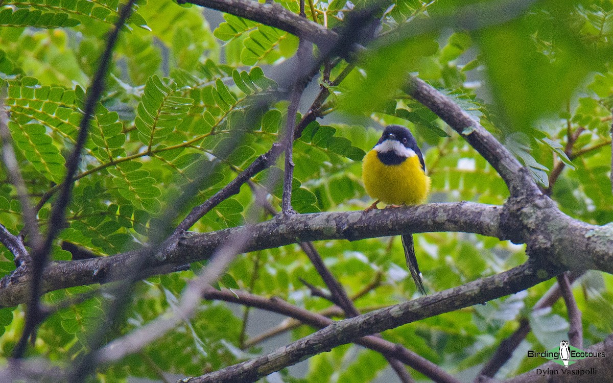 Apalis à ailes blanches - ML233720651