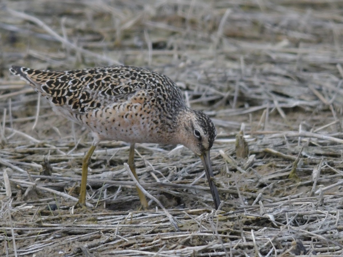 kortnebbekkasinsnipe - ML233720891