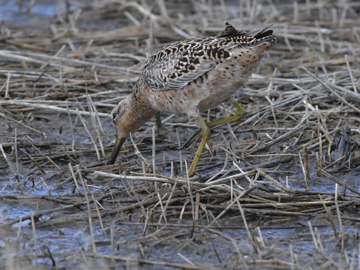 Short-billed Dowitcher - ML233720911