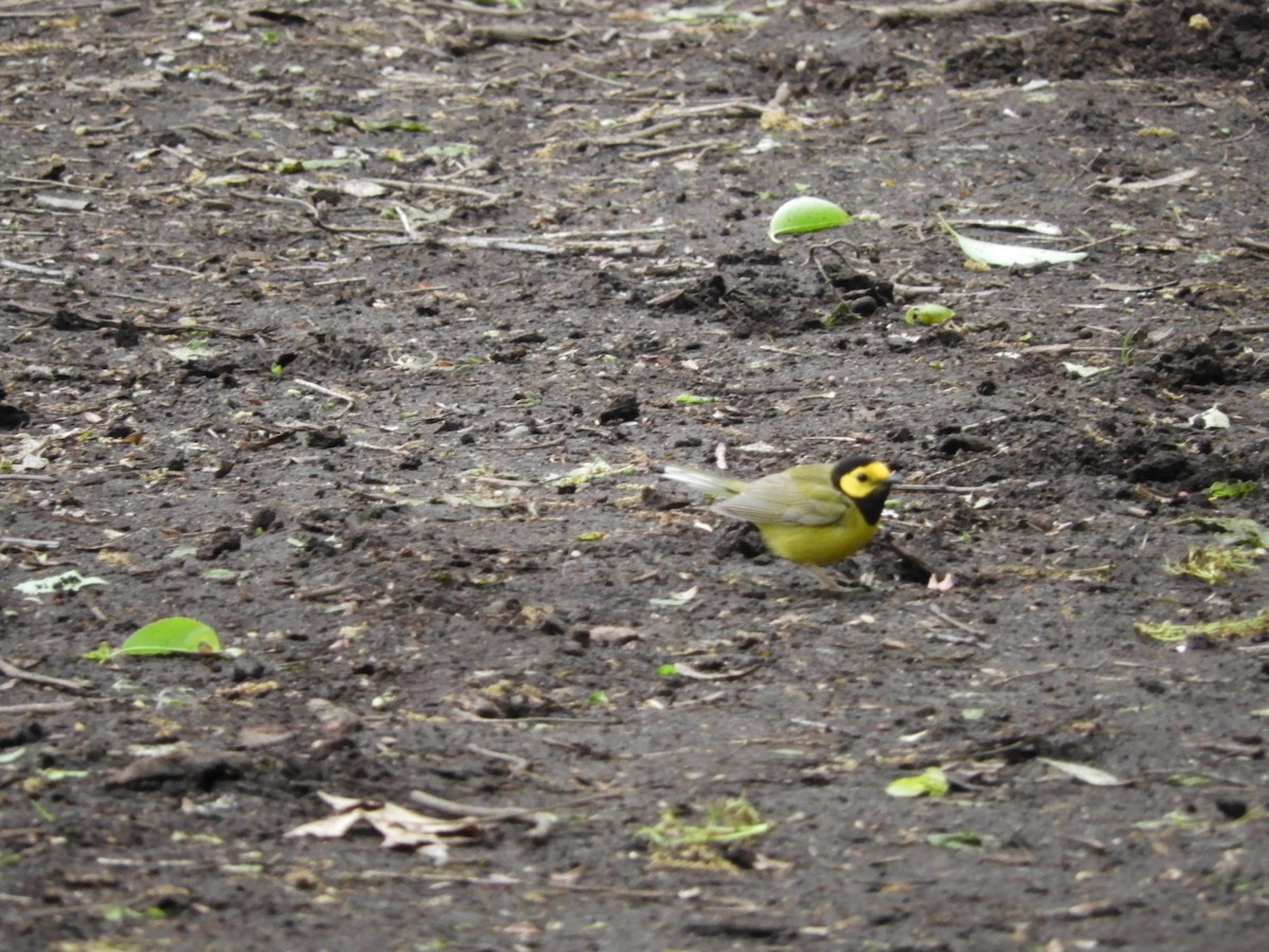 Hooded Warbler - ML233721071
