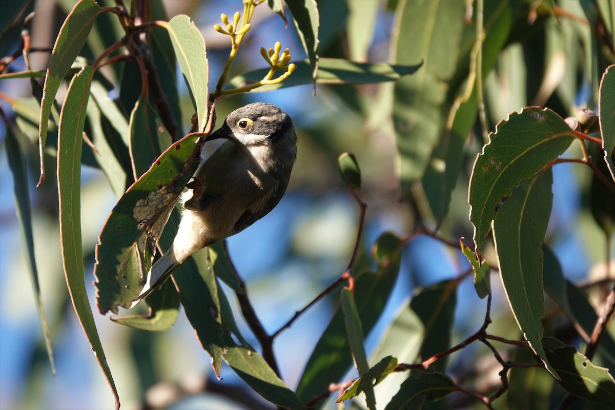 Brown-headed Honeyeater - ML233721341