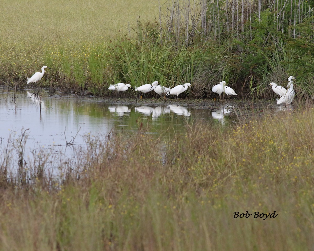 Snowy Egret - ML233721371