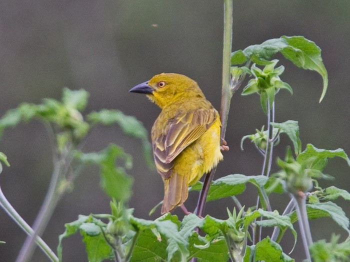 Holub's Golden-Weaver - ML233721721